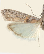 Maricopa lativittella