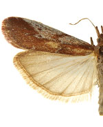 Honora montinatatella