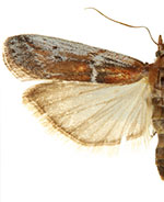 Honora montinatatella