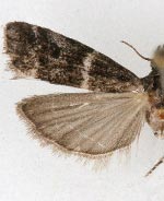 Laetilia fiskeella