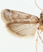 Baphala homoeosomella