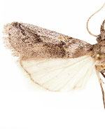 Alberada bidentella