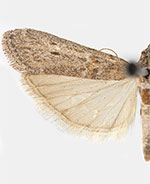 Protasia mirabilicornella