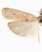 Protasia mirabilicornella