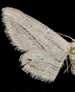 Glena kirkwoodaria