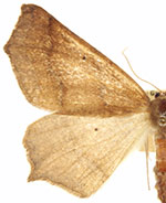 Prochoerodes truxaliata