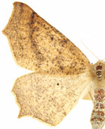 Prochoerodes truxaliata