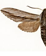 Sphinx vanbuskirki