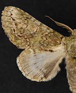 Heterocampa umbrata