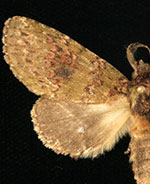 Cecrita biundata