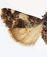 Tarache tenuicula