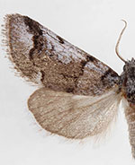 Gloanna grisescens