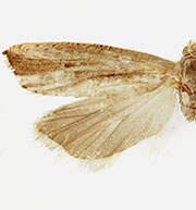 Bactra philocherda