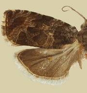 Olethreutes galevora