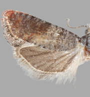 Rhyacionia aktita