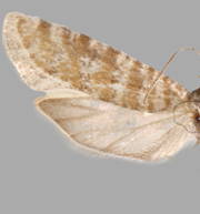 Rhyacionia pallifasciata