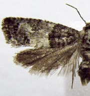 Spilonota laricana