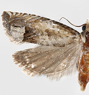 Eucosma patagoniana