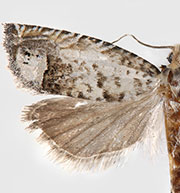 Eucosma patagoniana