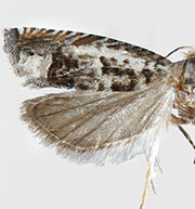 Eucosma patagoniana