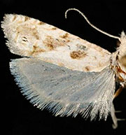 Pelochrista comatulana