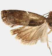 Pseudexentera oreios