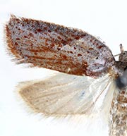 Acleris capizziana