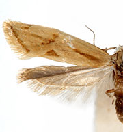 Aethes sonorae