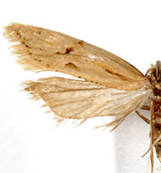 Aethes sonorae