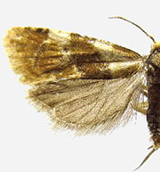 Phalonidia lepidana