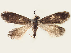 Eriocraniella longifurcula