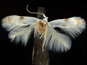 Opostegoides scioterma