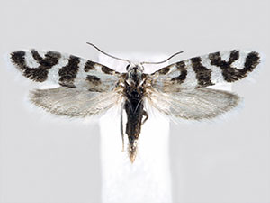 Prodoxus californicus