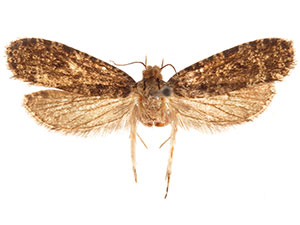 Montescardia fuscofasciella