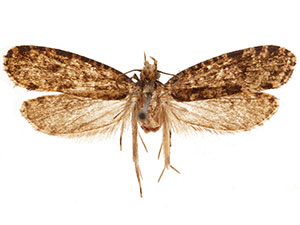 Montescardia fuscofasciella