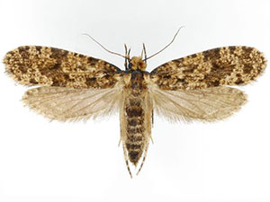 Montescardia fuscofasciella