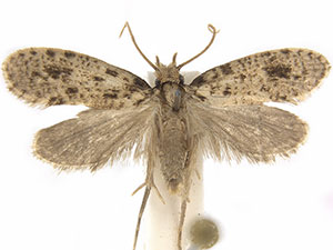 Amydria brevipennella