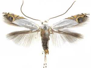 Leucoptera coffeella