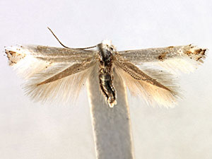 Bucculatrix eurotiella