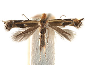 Bucculatrix polymniae