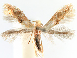 Bucculatrix luteella