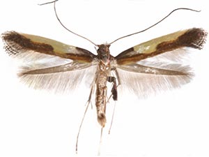 Caloptilia porphyretica