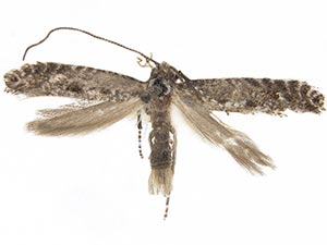 Parornix innotata