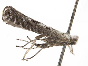 Parornix peregrinaella