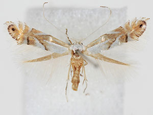 Phyllonorycter caryaealbella