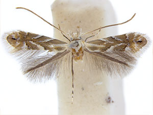 Phyllonorycter mildredae