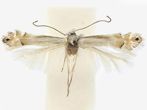 Phyllonorycter quercialbella