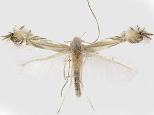 Phyllocnistis liriodendronella