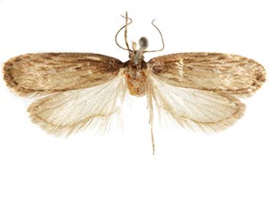 Depressaria artemisiella