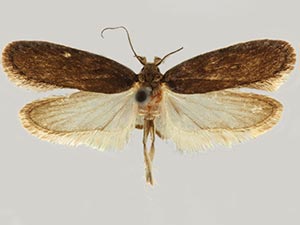 Depressaria leptotaeniae